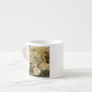 Xícara De Espresso Leão Africano, Panthera leo, deitado dormindo