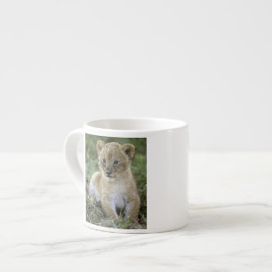 Xícara De Espresso leão-africano, Panthera leo), Tanzânia,