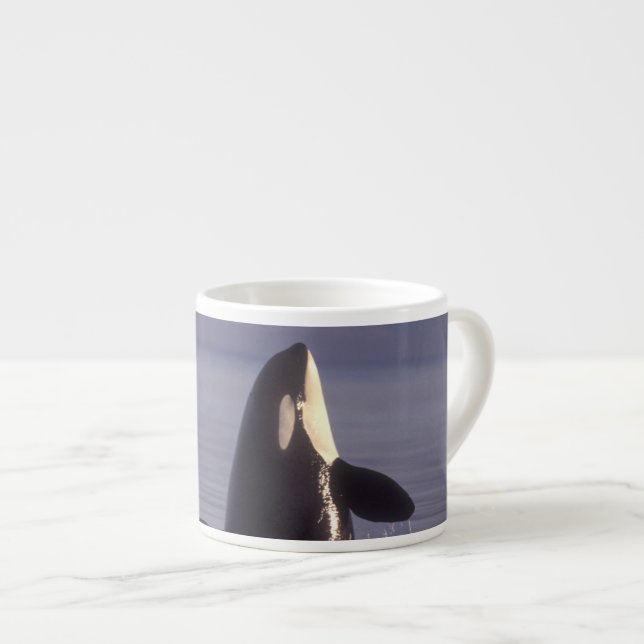 Xícara De Espresso Orca (Orca orcinus) espiando perto (Frente Esquerda)