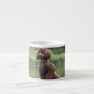 Xícara De Espresso poodle de chocolate sentado.png
