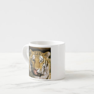 Xícara De Espresso Tigre Zoológico de Michigan