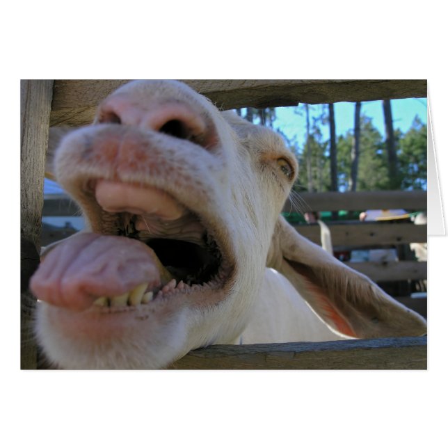 Yee Haw Goat - cartões (Frente Horizontal)