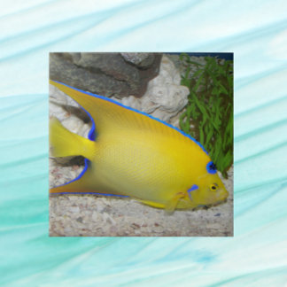 Yellow and Blue Queen Angelfish