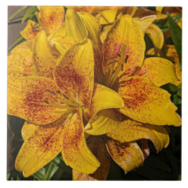 Yellow Astiatic Lily Blooms Floral