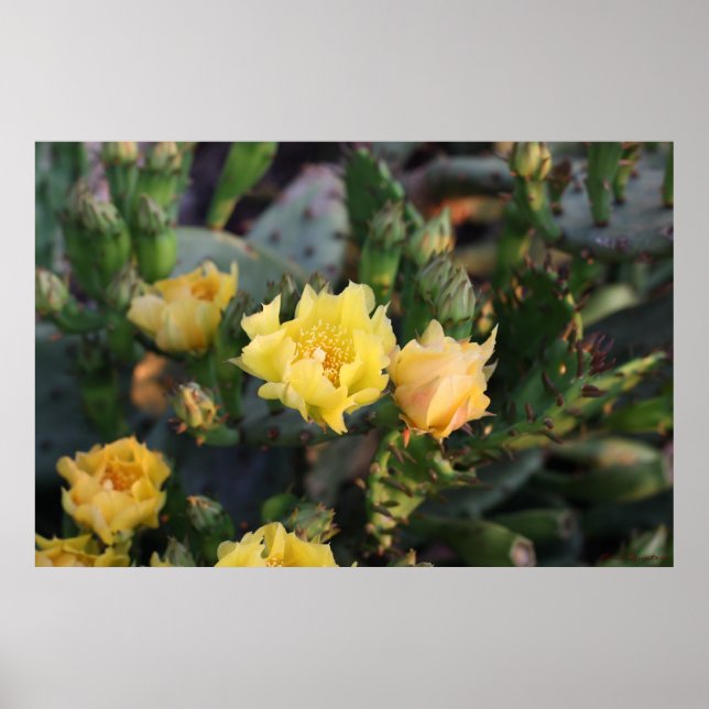 Yellow Cactus Flowers Poster (Frente)