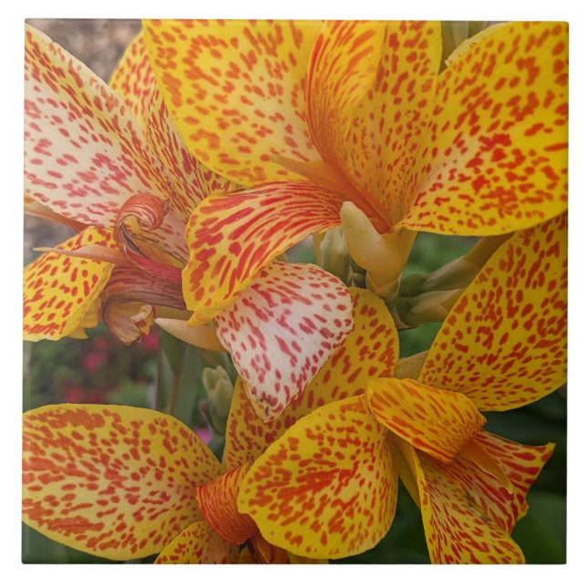 Yellow Canna Lily with Red Speckles Floral (Frente)