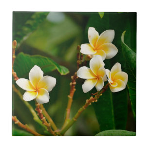 Yellow Frangipani