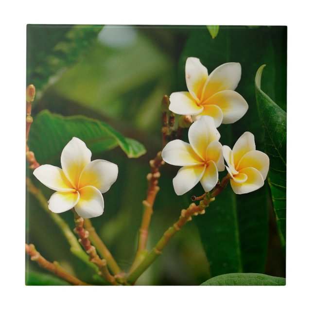 Yellow Frangipani (Frente)