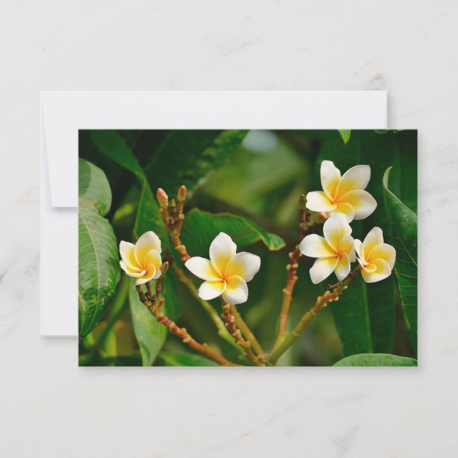 Yellow Frangipani (Frente)