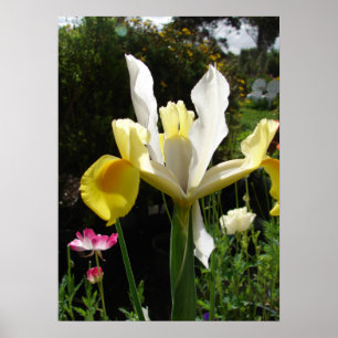 Yellow Iris Irises Floral Flower Poster