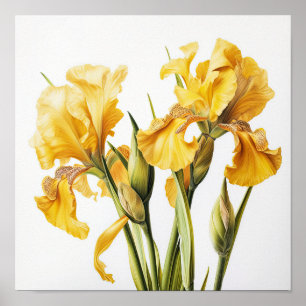 Yellow Iriss Flower Art Impressão