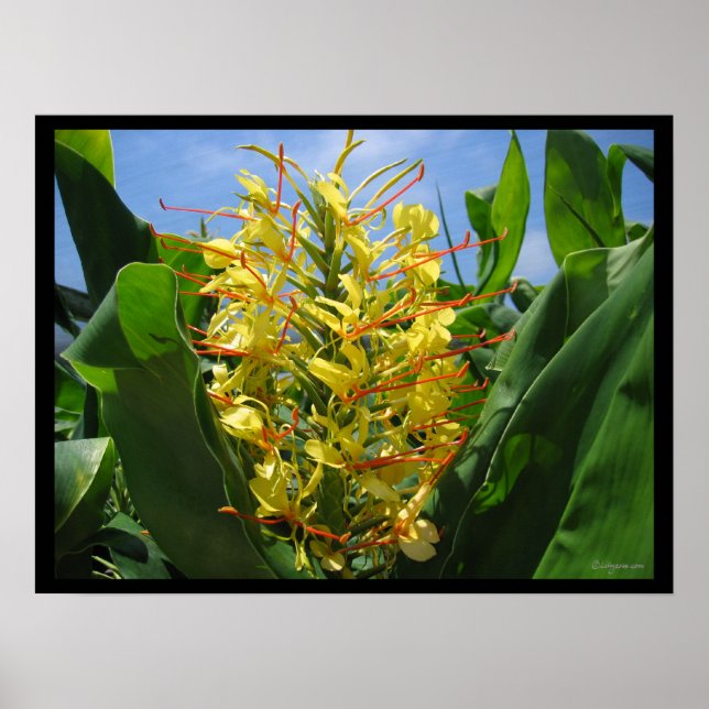 Yellow Kahili Ginger Tropical Flowers Poster Impre (Frente)