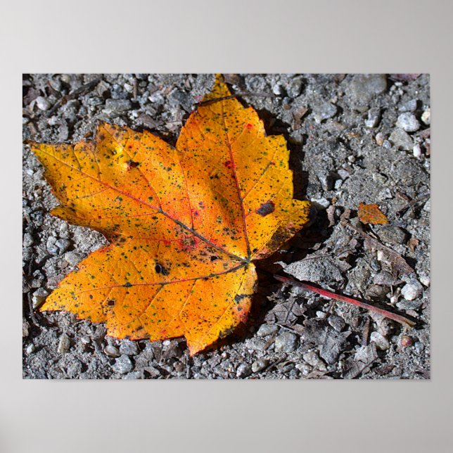 Yellow-orange Leaf Photo Poster (Frente)