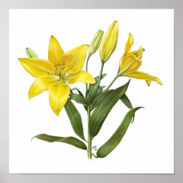 Yellow Oriental Lily Original Art Impressão