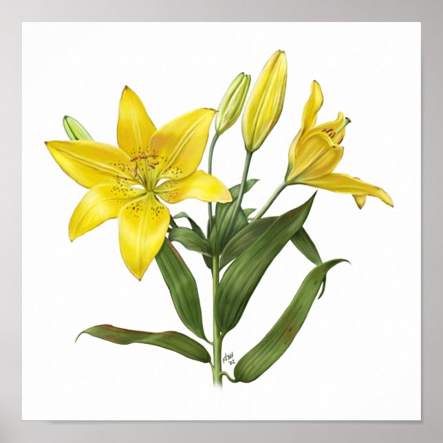 Yellow Oriental Lily Original Art Impressão (Frente)