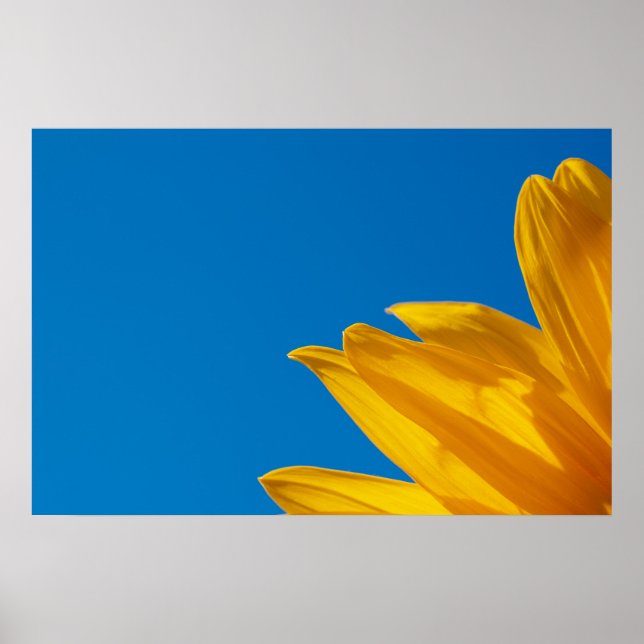 Yellow Sunflower & Azure Sky Poster (Frente)