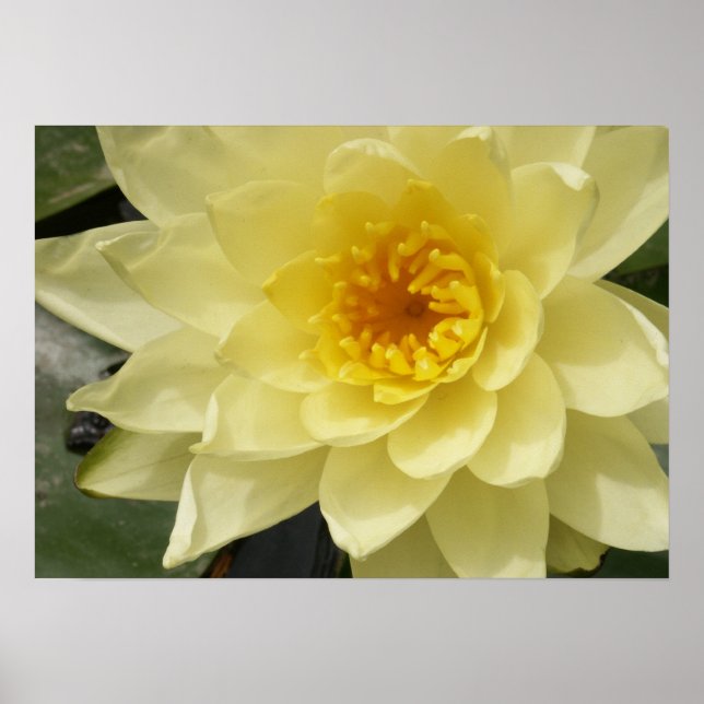 Yellow Water Lily Poster (Frente)