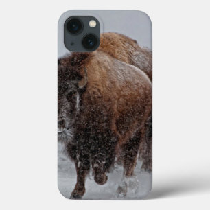 Yellowstone Bison