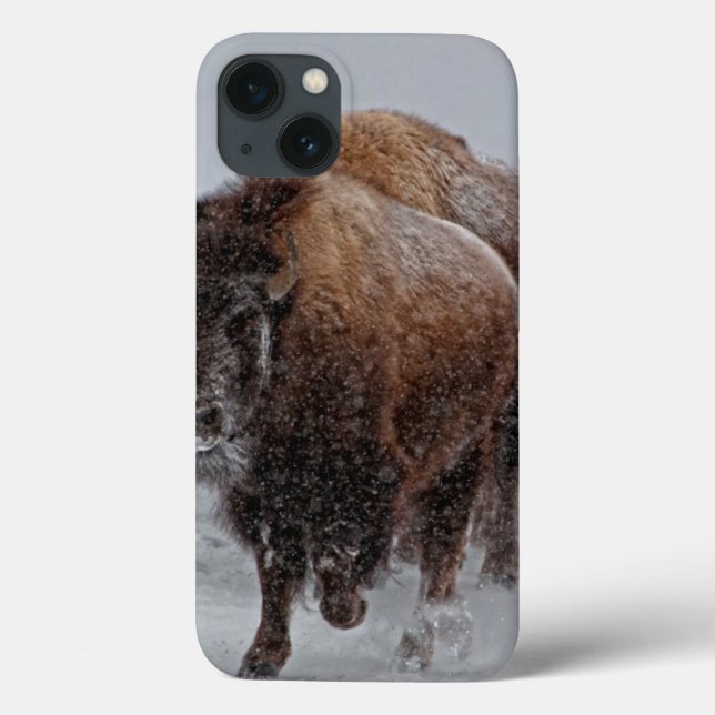 Yellowstone Bison (Verso)