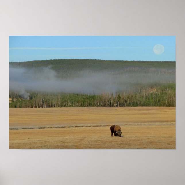Yellowstone Bison Poster (Frente)