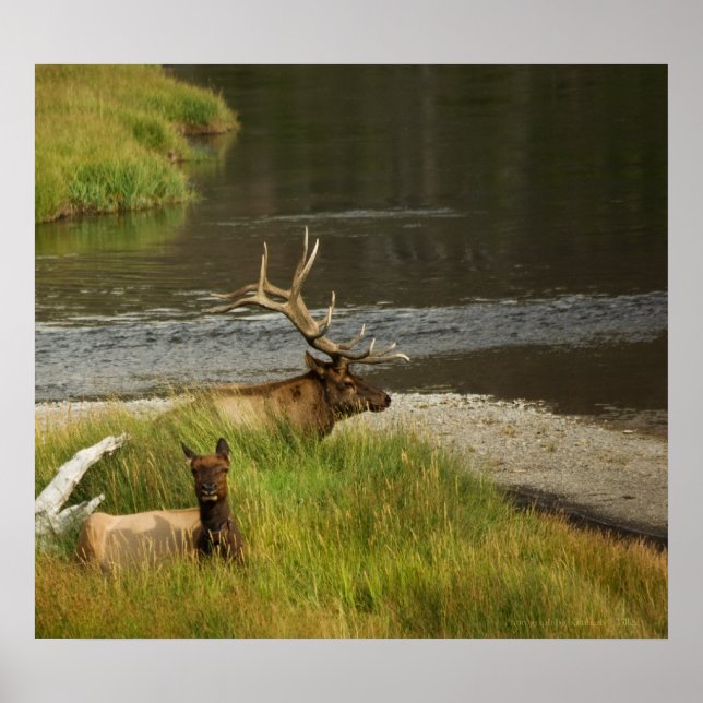 Yellowstone Mates Impressão (Frente)