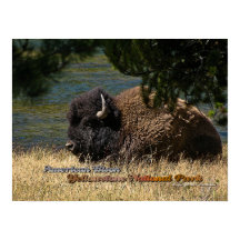 Yellowstone - poster Bison Americano
