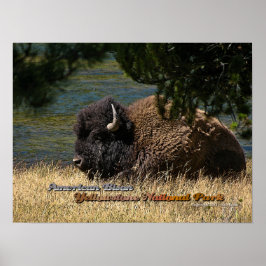 Yellowstone - poster Bison Americano