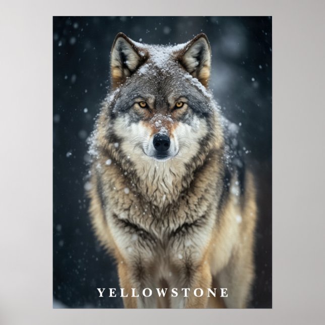 Yellowstone Wolf Poster (Frente)