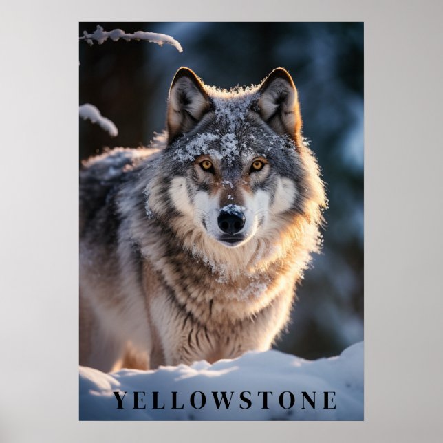 Yellowstone Wolf Poster Art (Frente)