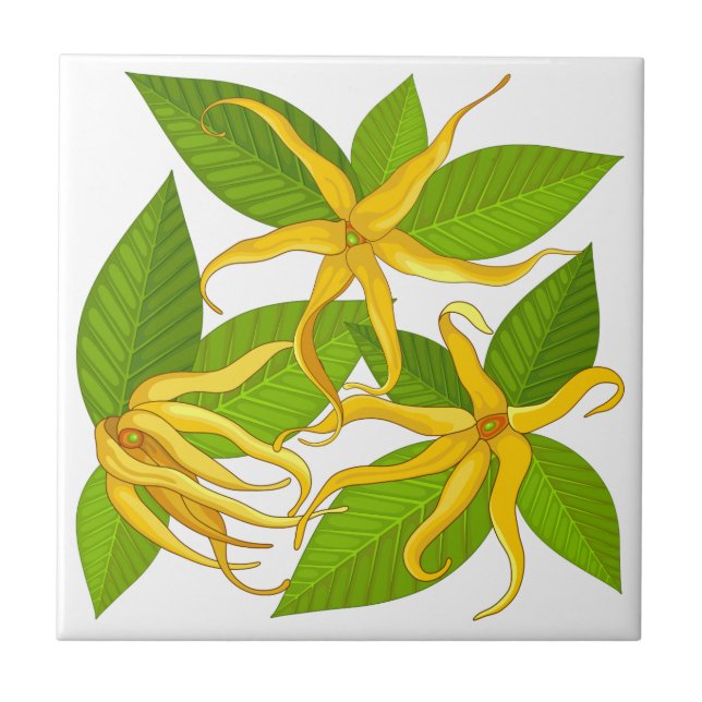 Ylang Ylang Flores Perfumadas Exóticas (Frente)