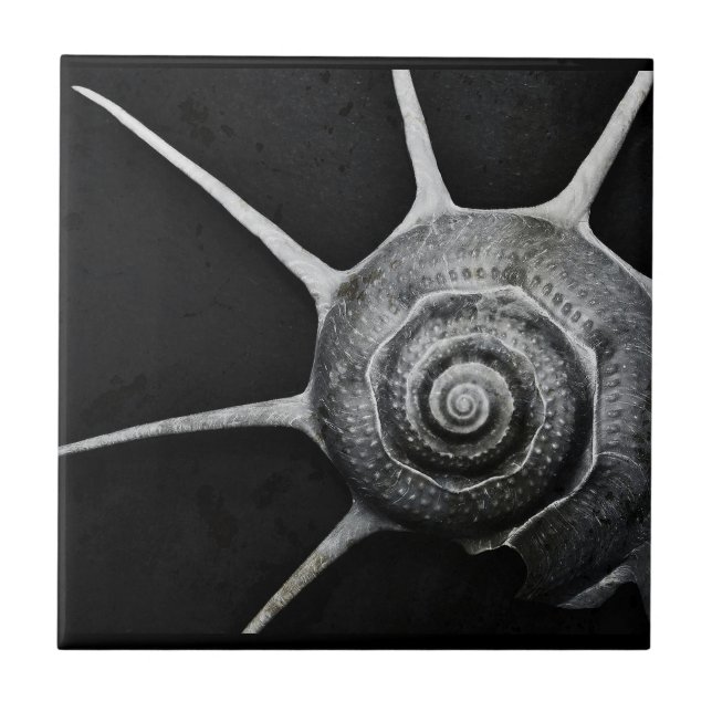 Yoka Shell telha (Frente)