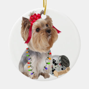 Yorkie acredita em ornamento de Papais noeis