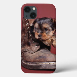 Yorkie and boot