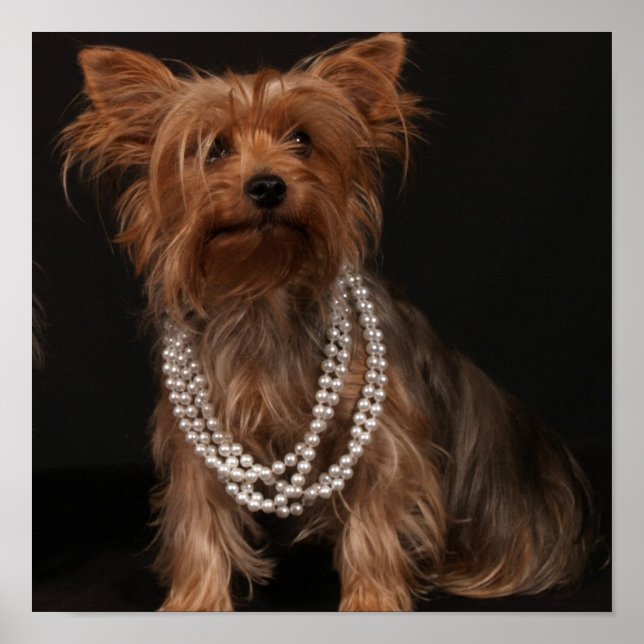Yorkie em Pearls Poster (Frente)