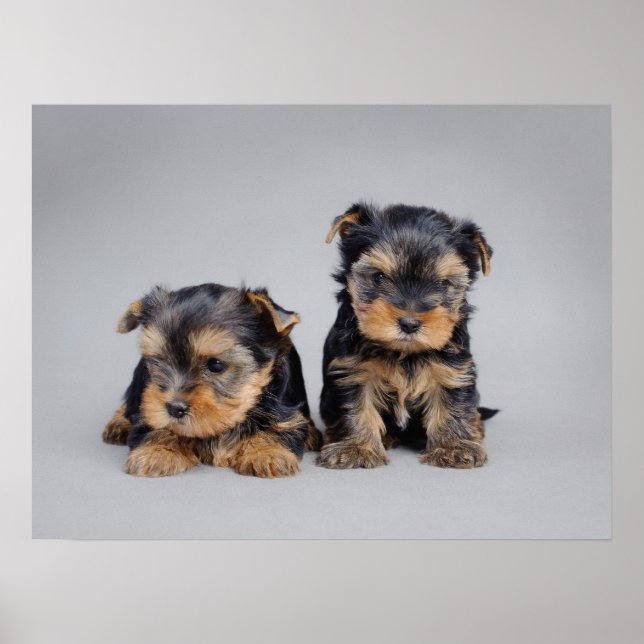 Yorkie filhotes poster (Frente)
