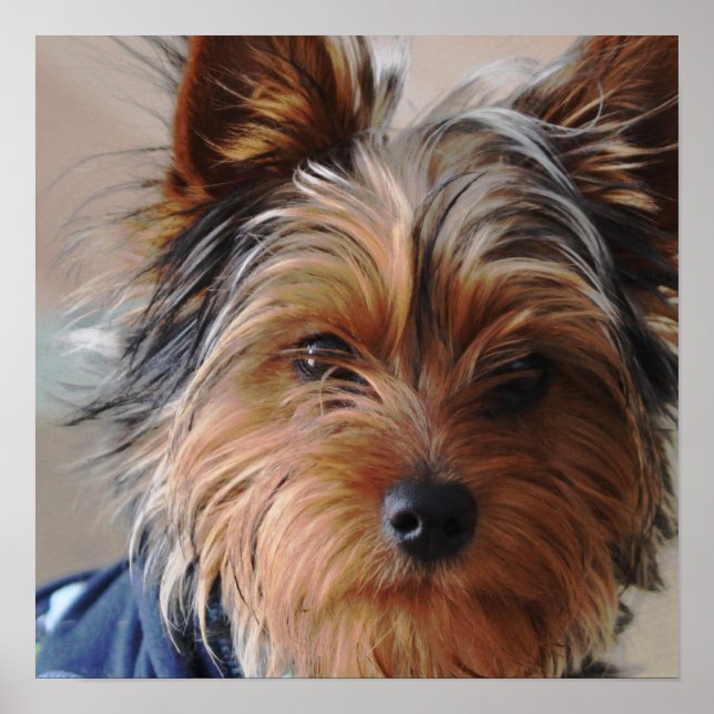 Yorkie Terrier Poster (Frente)
