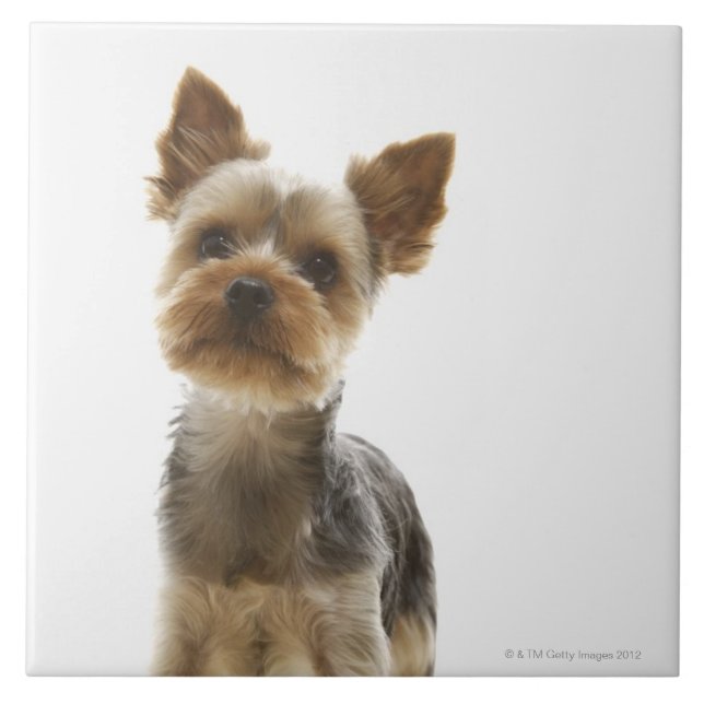 Yorkshire terrier (Frente)