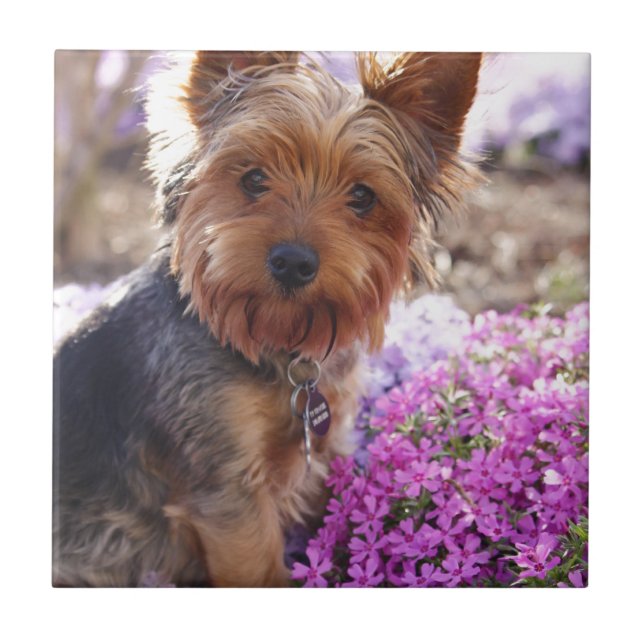 Yorkshire Terrier (Frente)