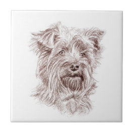 Yorkshire Terrier Drawing