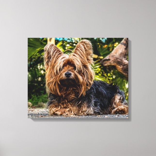 Yorkshire Terrier Foto de canvas (Frente)
