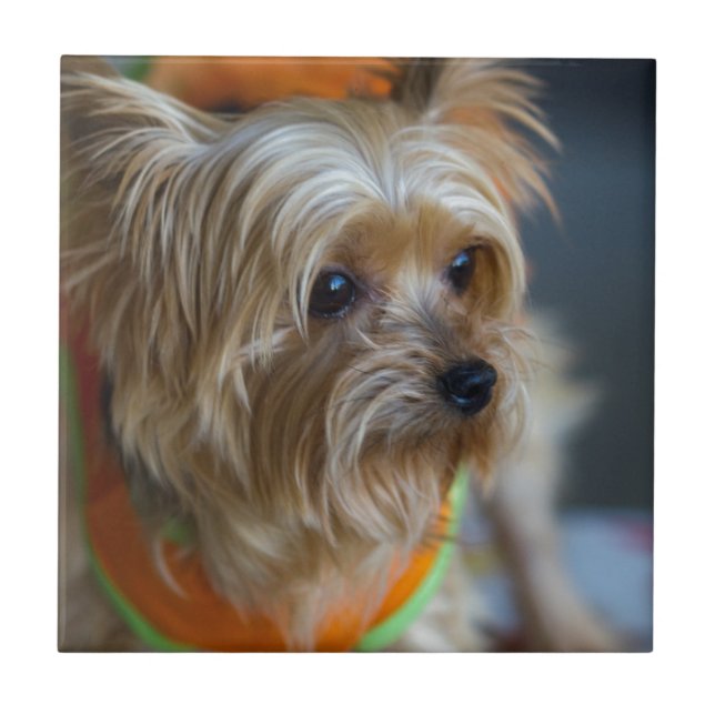 Yorkshire terrier louro (Frente)