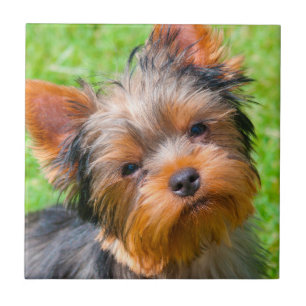 Yorkshire Terrier olhando para cima