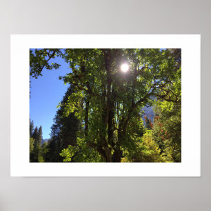Yosemite Sunlit Branches Poster - Original