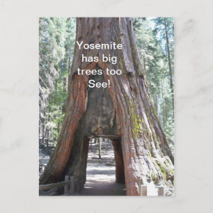Yosemite tem árvores grandes para o cartão postal