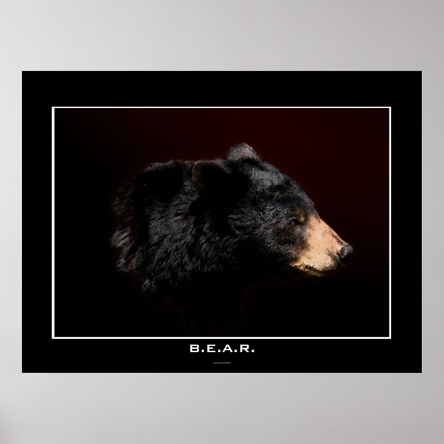 Young Black Bear Art Study Poster (Frente)
