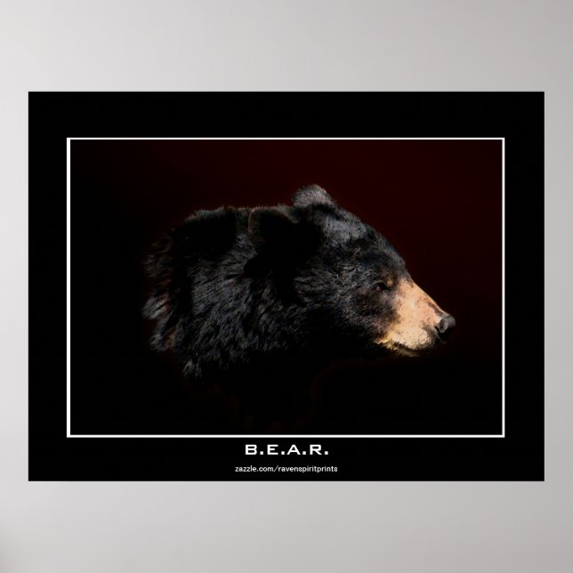 Young Black Bear Study Art Poster (Frente)