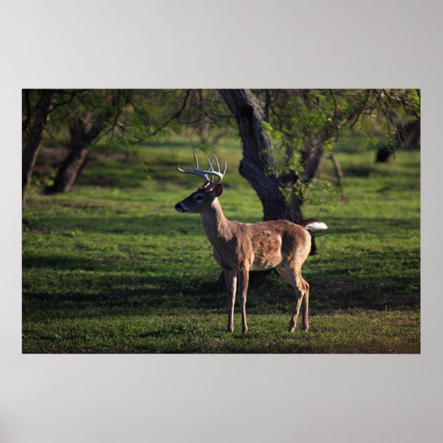 Young Buck Poster (Frente)