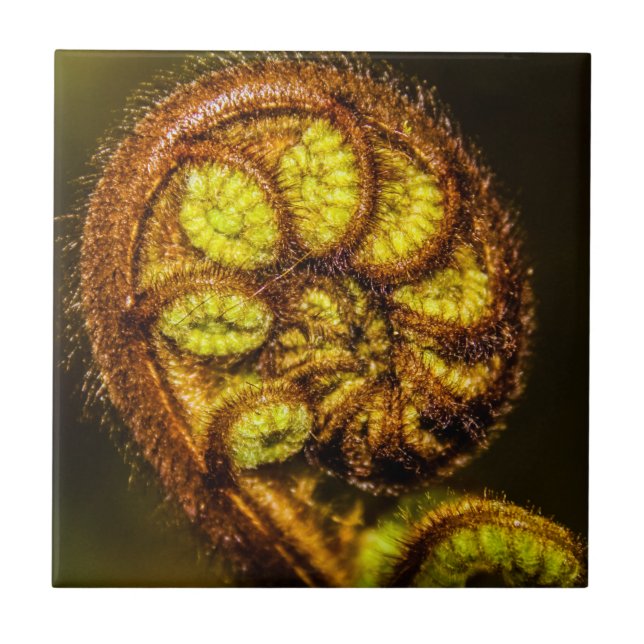 Young Fern Folaves (Frente)