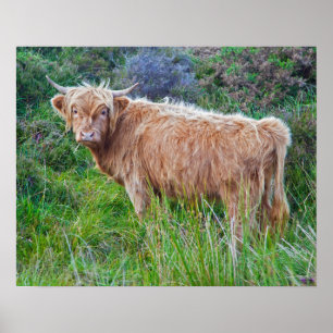 Young Highland Cow Impressão