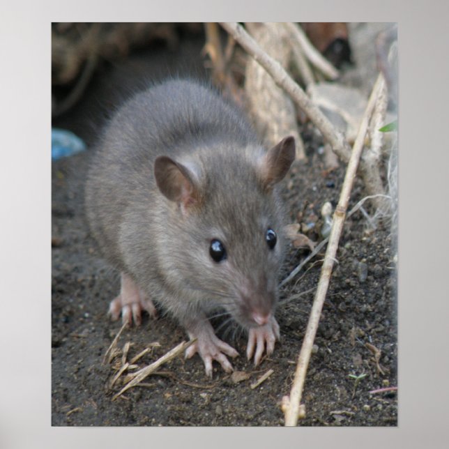 Young Wild Rat Impressão (Frente)